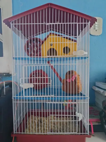 Gaiola perfeita