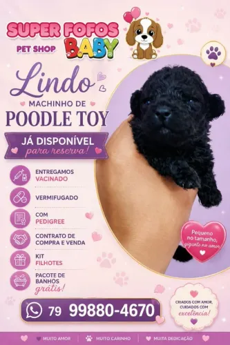 Poodle macho