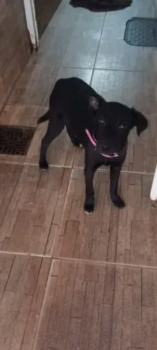Cachorrinha para doação 