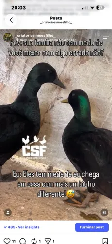 Vendo casal de marreco Cayuga