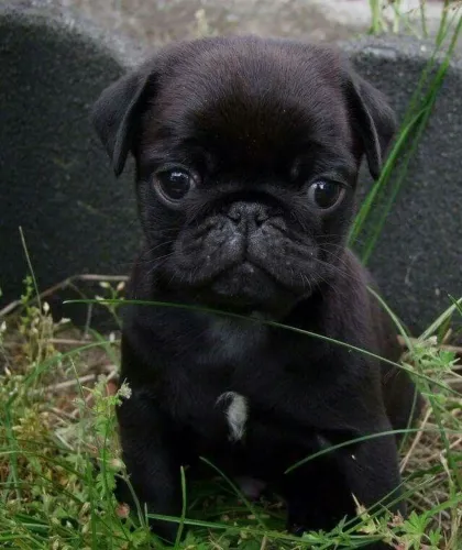 Pug - Encanto Que Conquista Fácil 