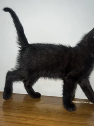 Gatinhos para adoção 