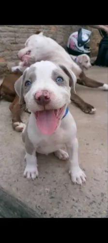 Filhote Pitbull 43 dias machos e fêmea 