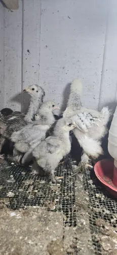 Brahma franguinhos puros