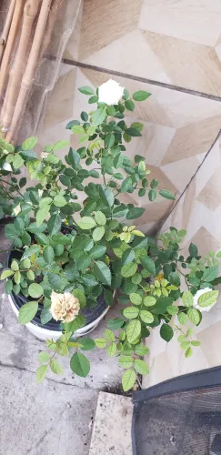 Rosa minina branca Leia
