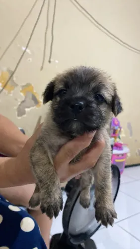 Cachorro misturado maltês com buldogue francês