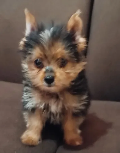 Filhote de yorkshire terrier a venda