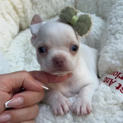 Chihuahua fêmea Pêlo curto branca, nariz marrom. Porte padrão da raça 45 dias.