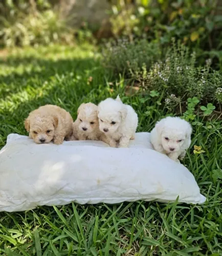 Poodle micro toy minúsculos em Navegantes