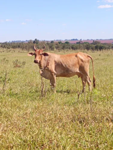 Vendo vacas