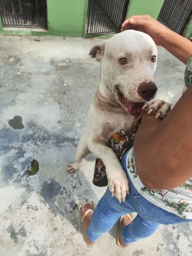 Lindo Pit Bull super dócil para adoção responsável
