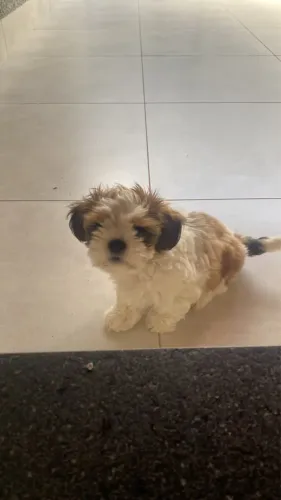 SHIH TZU ORIGINAL MACHO