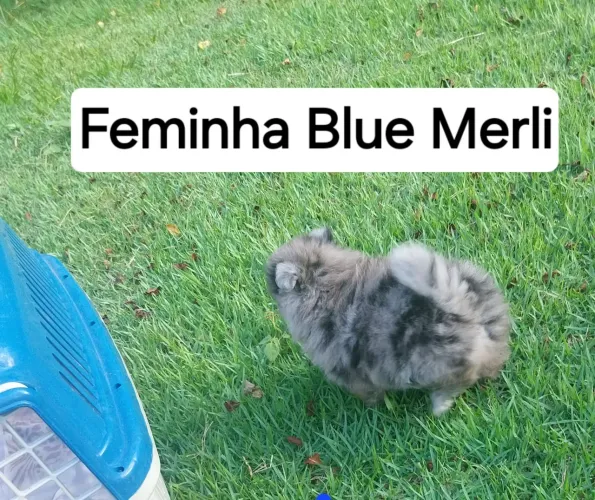 Spitz Alemão Femea Blue Merli