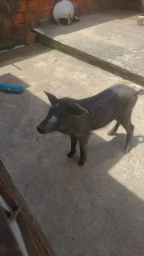 Vendo um porquinho....ele tem uns 10 a 15 kg