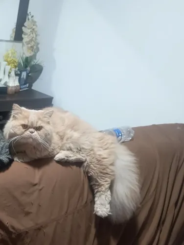 Gato persa exótico procura namorada