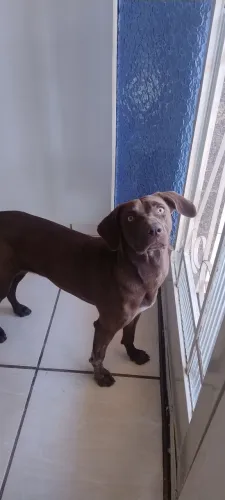 ? PROCURA-SE UM LAR CHEIO DE AMOR! ?