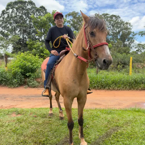 Égua mangalarga marchador + potra no ponto de doma