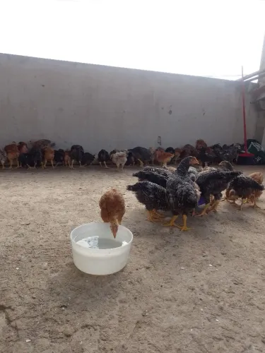Vendo frango médio caipirão poor 25 reais em Jacaraípe Serra