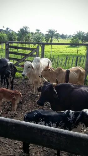 Fazenda em Cachoeira Bahia