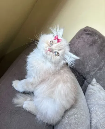 Gato Persa lindos filhotinhos com padrão valorizado