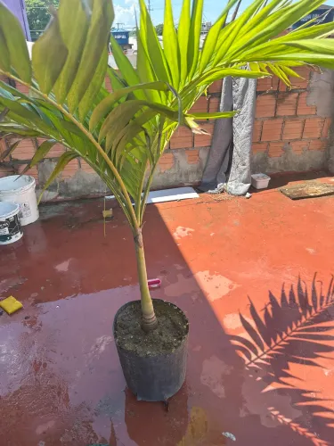 Palmeira imperial mirim 