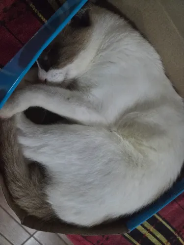 Doação de gatos