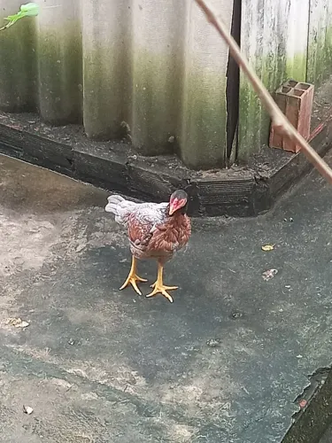 Galinhas de raça 