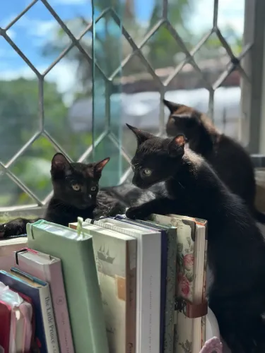 Adoção gatinhos !