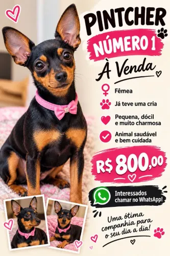 Pinther 1 fêmea 1 ano