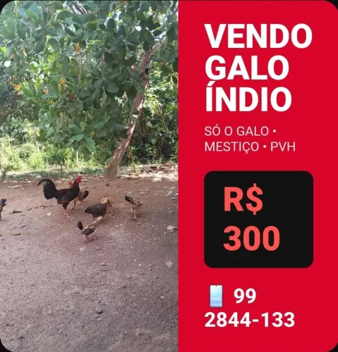 Galo índio