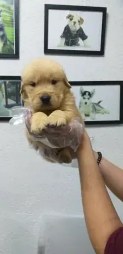 Golden Retriever- Amor que chega em quatro patas- Daniela