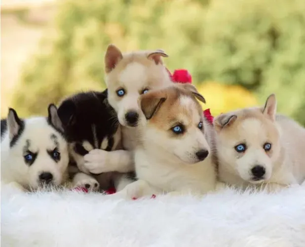 Husky Siberiano 9 9839 I346