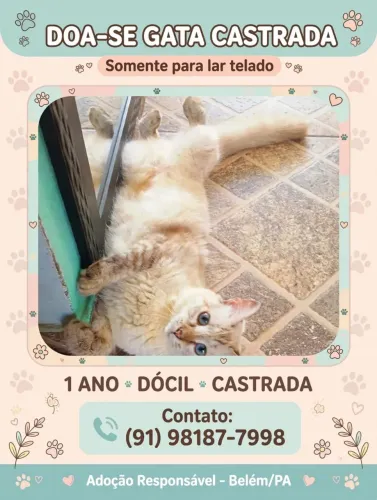 Gata doação