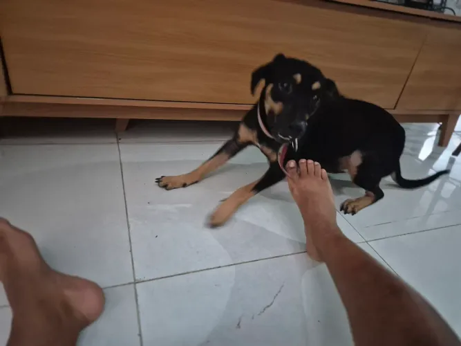 Doação cachorro