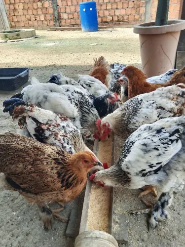 vendo franguinho e galo Brahma light