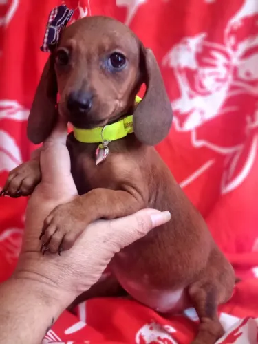 Basset Dachshund parcelo e entrego
