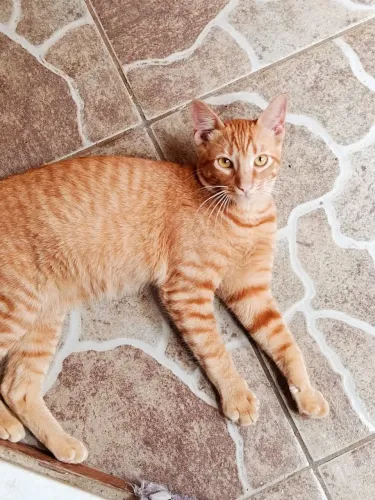 Adoção Responsável Gato Laranjinha