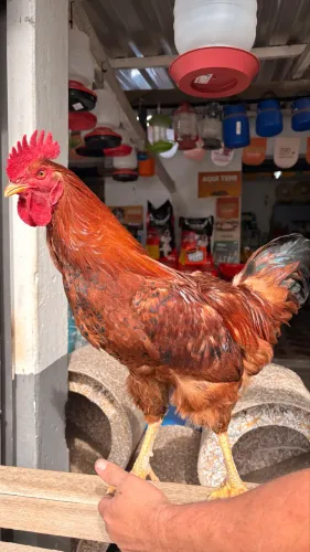 Galo rodia pura 
