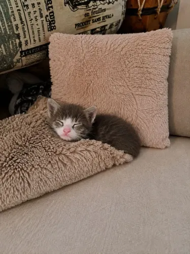 Gatinhos lindos adoção (Reserva)