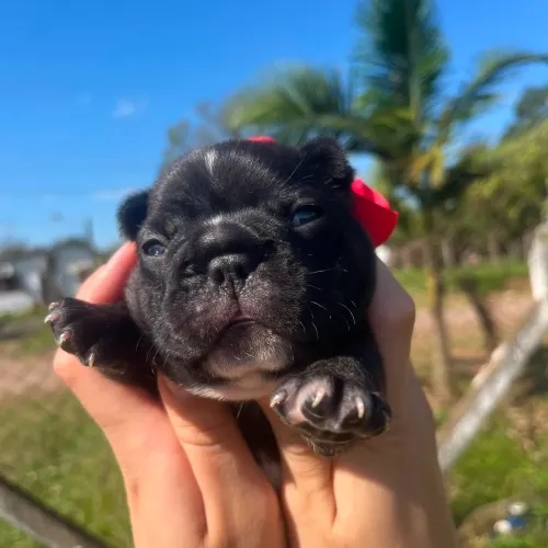 Bulldog Francês Lindas