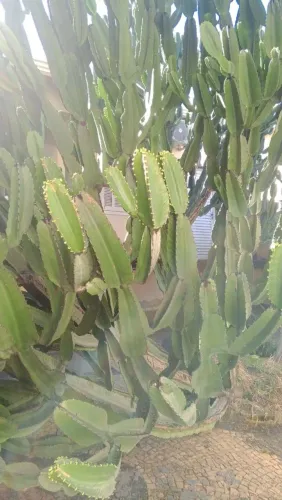 Limpeza de Terreno partir $150