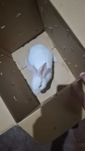 Coelhos ? 
