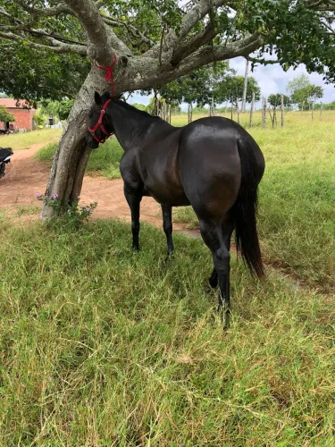 Égua quarto de milha de direita pronta