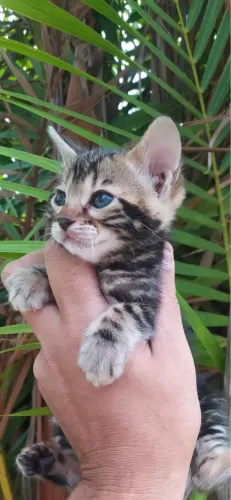 Bengal Marble