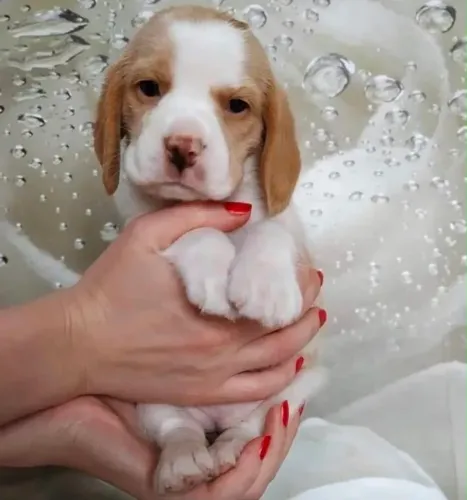Disponível Beagle lindos Maravilhosos
