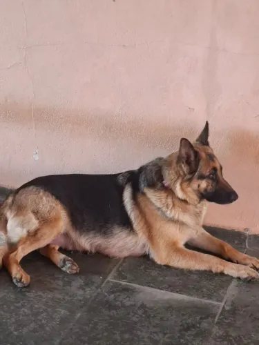 Pastor Alemao, Cães Policial com Garantia