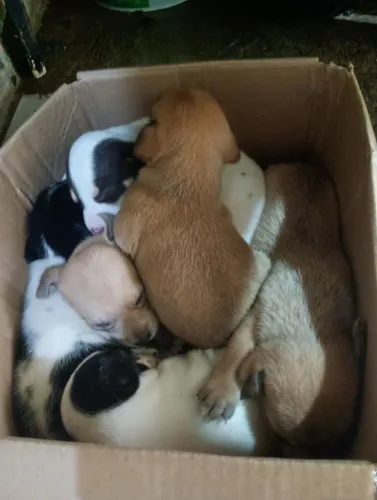 Animais para doação
