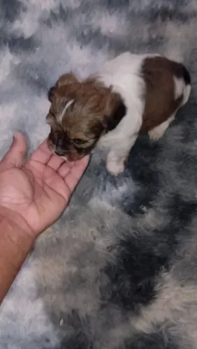 Cachorro pinche