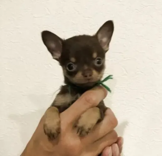 Filhote de cachorro Chihuahua com excelente temperamento