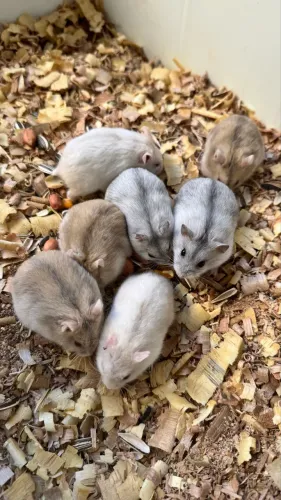 Hamster Russo